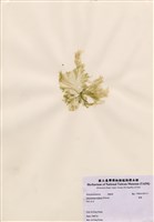 藏品(礁膜)的圖片
